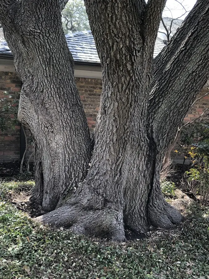Mature heritage tree close to a Rock View property cared for by certified arborists